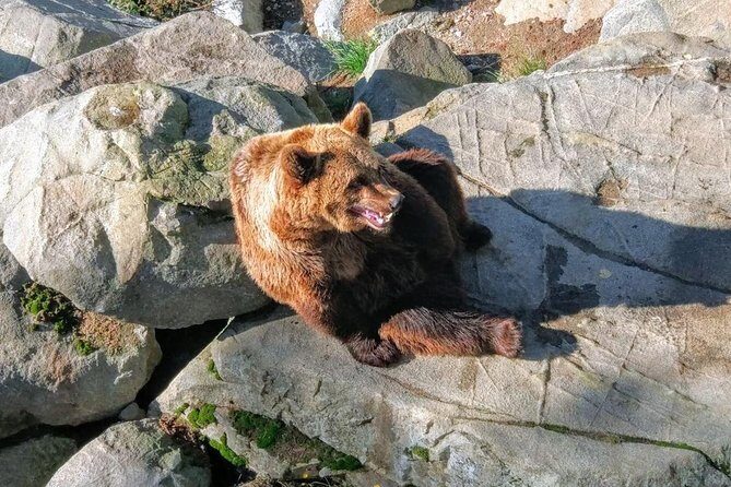 Guided Ranua Wildlife Park tour with Lunch, Small group adventure - FAQs