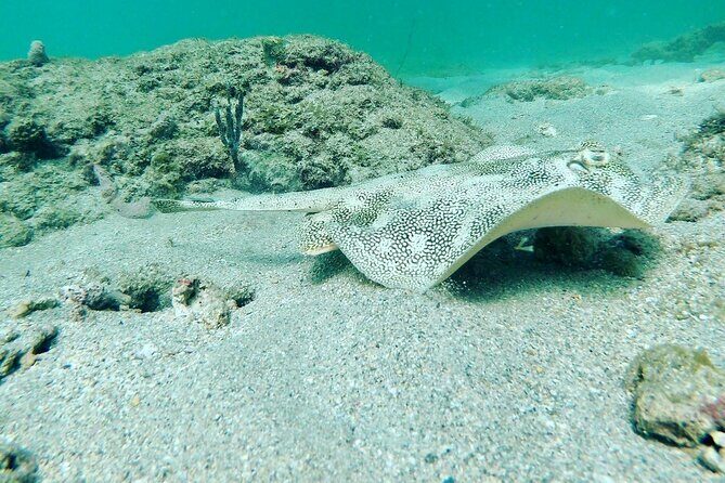Guided Reef Snorkeling Tour in Pompano Beach - An In-Depth Look at the Pompano Beach Snorkeling Experience