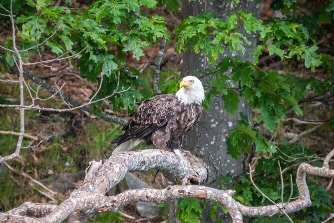 Guided RIB Boat Adventure of Casco Bay - In-Depth Breakdown of the Itinerary