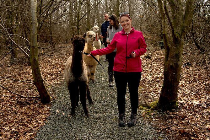 Guided Scenic Alpaca Trekking Experience Northern Ireland - In-Depth Look at the Alpaca Trekking Experience