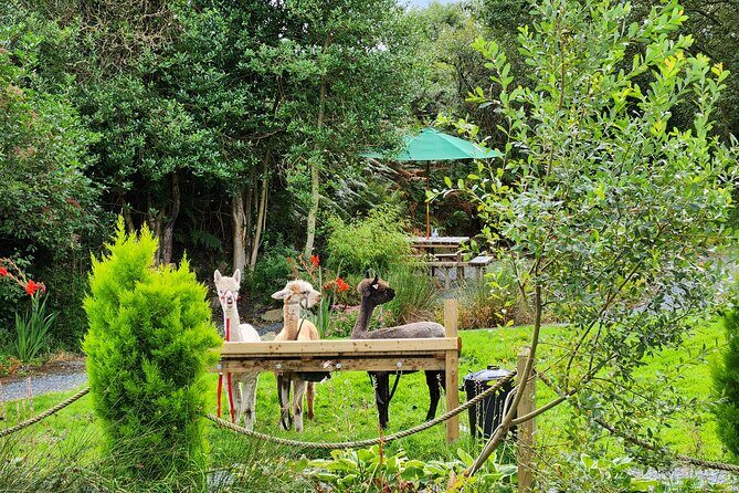 Guided Scenic Alpaca Trekking Experience Northern Ireland - Who This Tour Is Best For