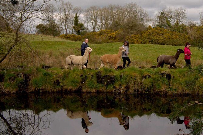 Guided Scenic Alpaca Trekking Experience Northern Ireland - Final Thoughts