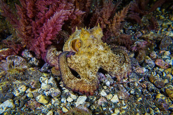 guided Scuba Diving on Tenerife (for certified divers) - Exploring Tenerife’s Underwater Treasures