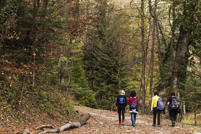 Guided Shared Group Forest Bathing Session in Serene Woodland Park - A Closer Look at the Forest Bathing Experience