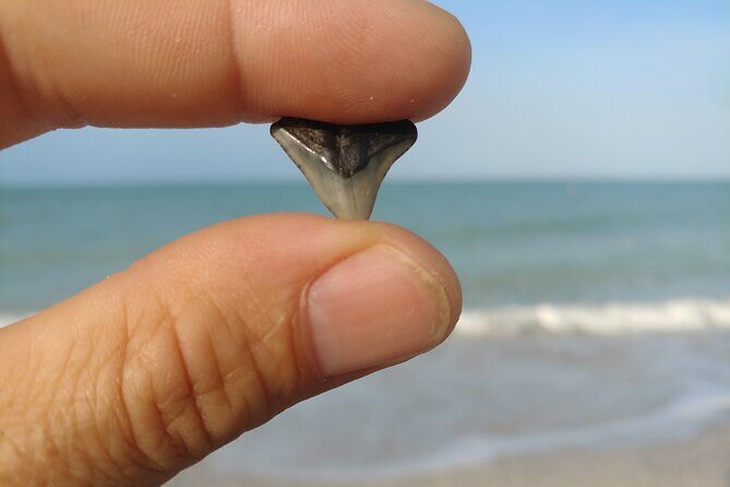 Guided Shark Tooth and Seashell Hunting Eco Tour on Manasota Key - Key Points