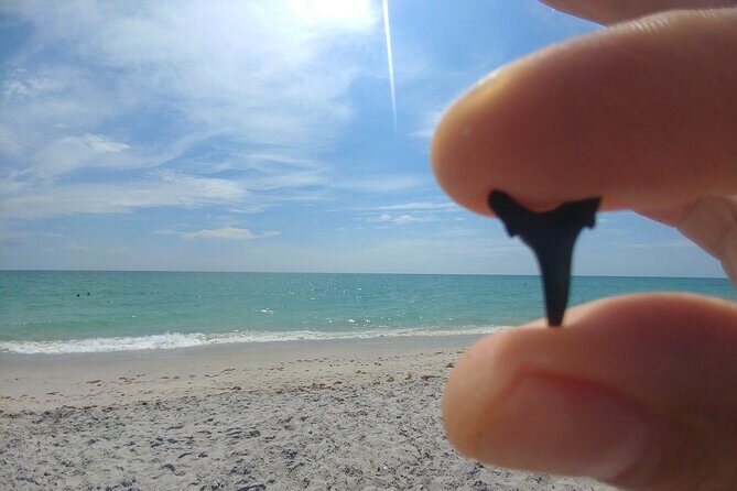 Guided Shark Tooth and Seashell Hunting Eco Tour on Manasota Key - Who Would Enjoy This Tour Most?