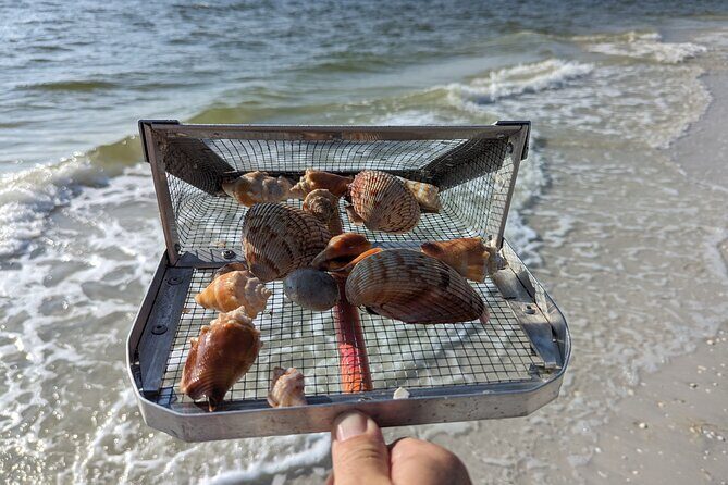 Guided Shark Tooth and Seashell Hunting Eco Tour on Manasota Key - Final Thoughts