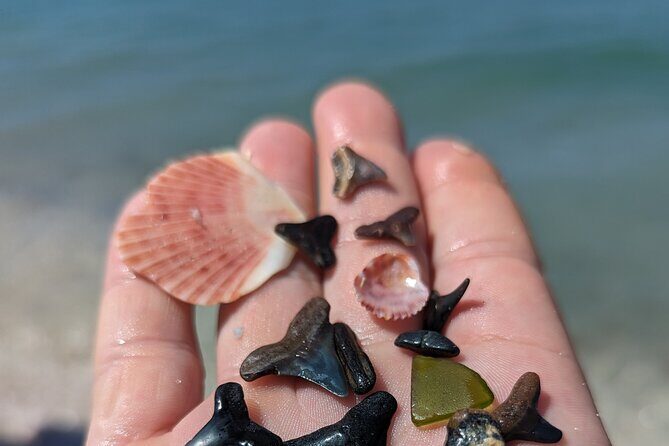 Guided Shark Tooth and Seashell Hunting Eco Tour on Manasota Key - FAQ