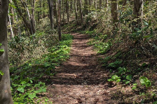 Guided Shioya Maruyama Hike with Scenic Views and Snacks - Why This Tour Delivers on Value and Authenticity