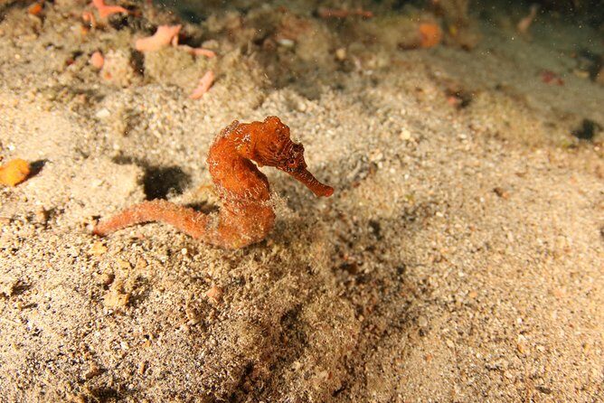 Guided Shore Dive for Certified Divers with Scubaçao (2 tank) - Exploring Curaçao’s Underwater World with Scubaçao