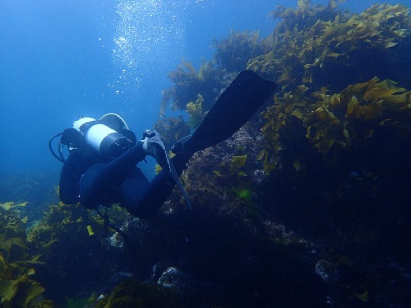 Guided Shore Dive Tour for Certified Diver - Why This Tour Offers Great Value