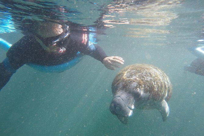 Guided Small Group Manatee Snorkeling Tour with In-Water Photographer - Crystal River Manatee Snorkeling Tour: An In-Depth Look