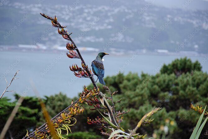 Guided Small Group Walking Tour in Wellington - Final Thoughts