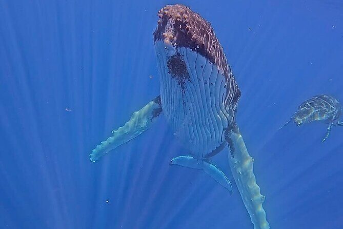Guided Small Group Whale Watching and Swim Tour Tahiti - In-Depth Review of the Small Group Whale Watching & Swim Experience in Tahiti
