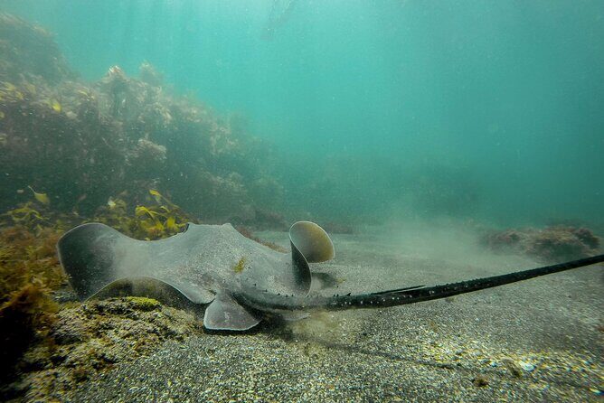 Guided Snorkel Experience, Advanced - Key Points