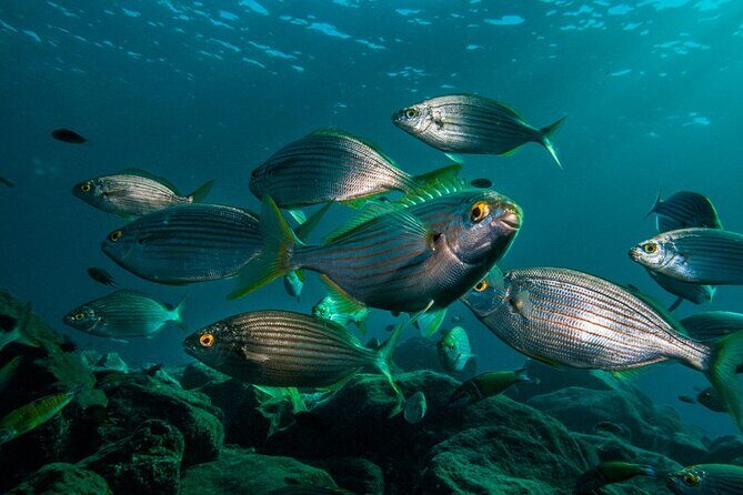 Guided Snorkel Experience - Key Points