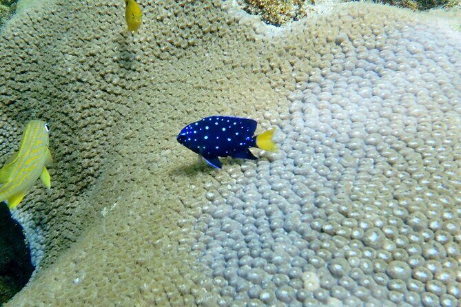 Guided Snorkel Experience in Fort Lauderdale - Final Thoughts