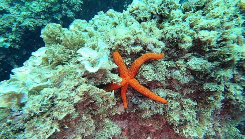 Guided snorkel in Cambrils with explanation of the marine environment. - What You Can Expect During the Tour