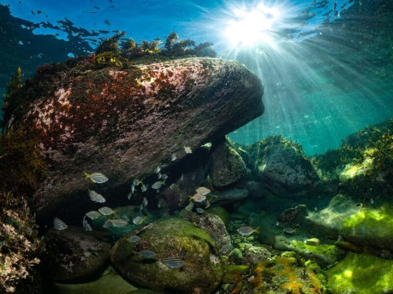 Guided Snorkel Tour at Australias most iconic beach - Exploring the Experience in Detail