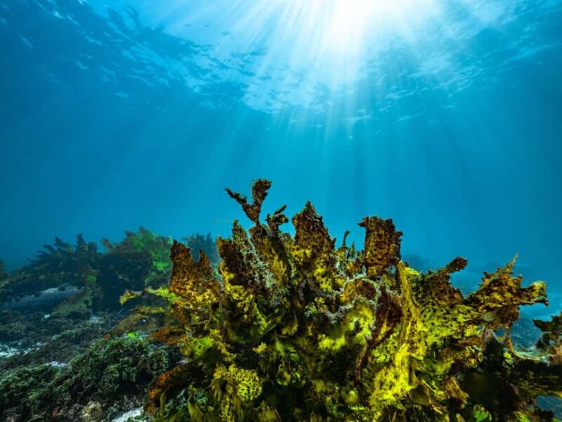 Guided Snorkel Tour at Australias most iconic beach - What Makes This Tour Stand Out?
