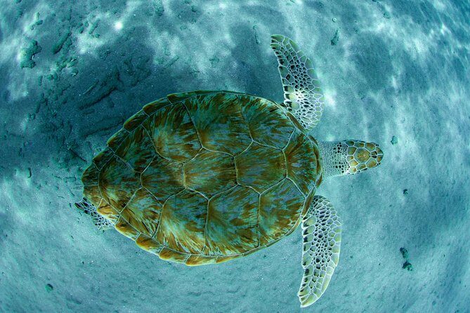 Guided Snorkel Tour at the Best Reef from shore on Curacao - Blue Bay Beach - A Clear Snapshot of the Guided Snorkel Tour at Blue Bay Beach