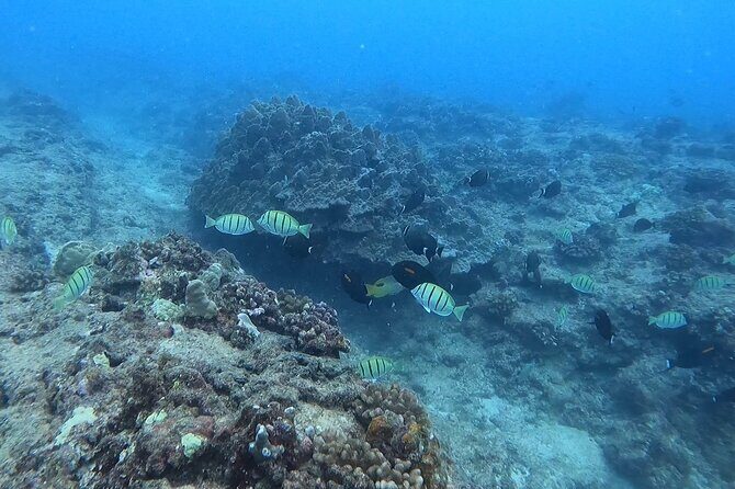 Guided Snorkel Tour for Beginners in Honolulu - A Thorough Look at the Experience