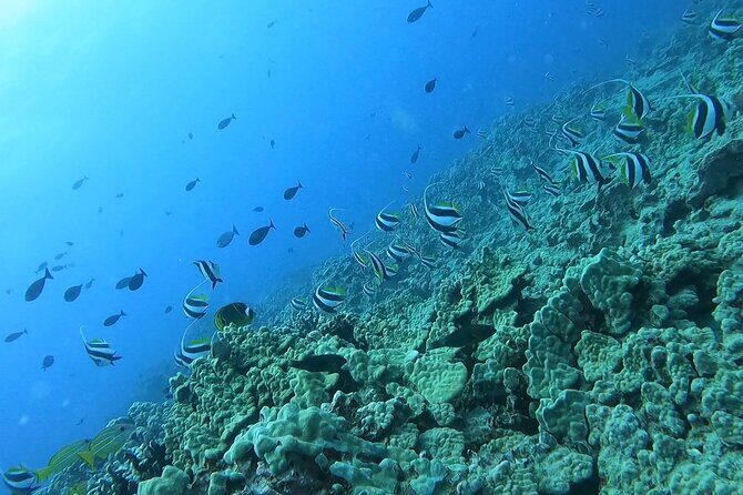 Guided Snorkel Tour for Beginners in Honolulu - Who Is This Tour Best For?