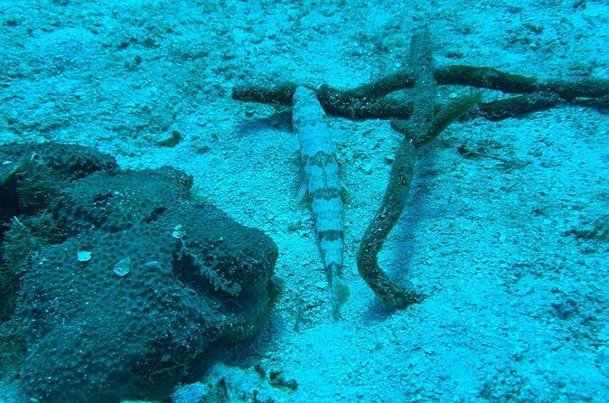 Guided Snorkeling at the Anchor and Cannon Reef in Negril - Final Thoughts