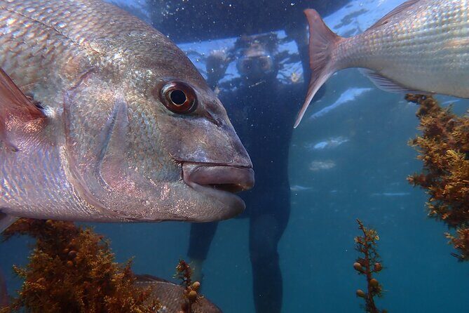 Guided Snorkeling for Beginner - Experience the Underwater World of Auckland with Guided Snorkeling for Beginners