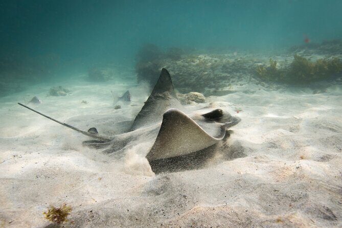 Guided Snorkeling for Beginner - Authentic Experiences from Other Travelers