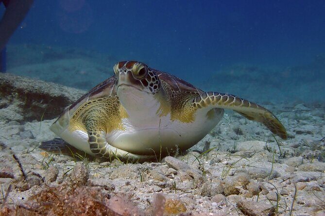 Guided snorkeling trip to the turtles in Protaras - Protaras Sea Turtle Snorkeling: An Authentic Encounter with Nature