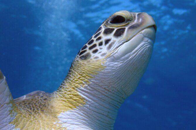 Guided snorkeling trip to the turtles in Protaras - Why This Tour Offers Good Value