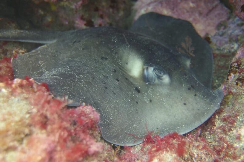 Guided Snorkelling experience in south of Gran Canaria - Key Points