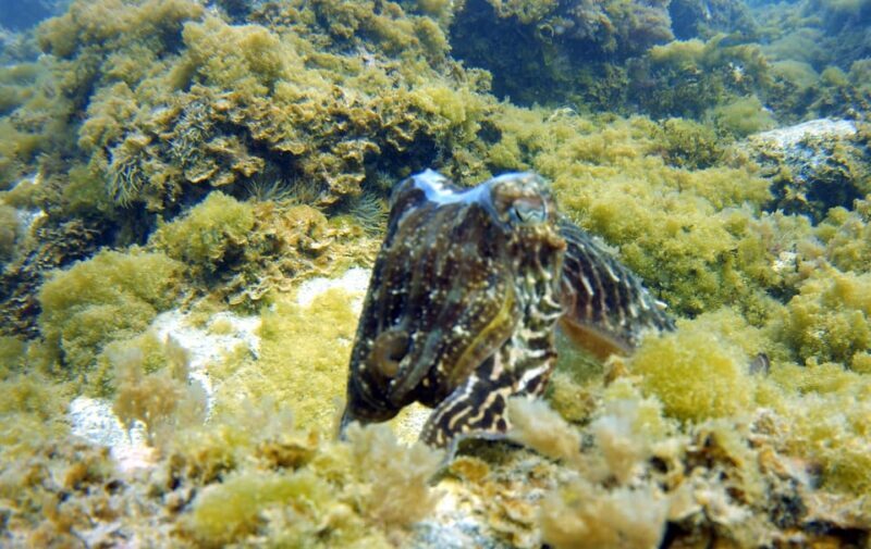 Guided Snorkelling experience in south of Gran Canaria - Additional Information