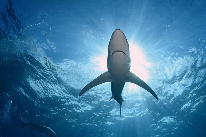 Guided Swimming Experience with Sharks in Portugal - An In-Depth Look at the Shark Experience on Faial Island