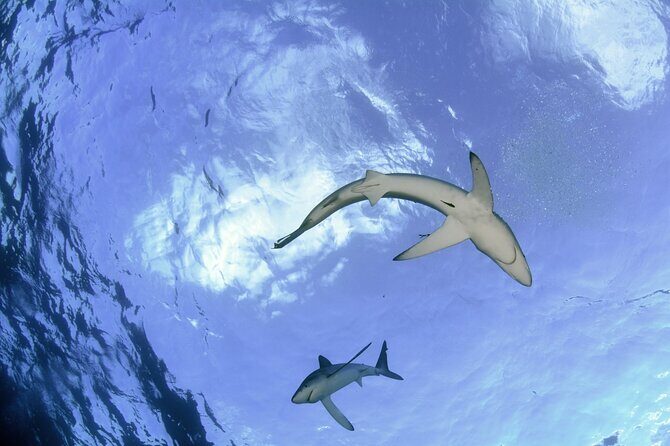 Guided Swimming Experience with Sharks in Portugal - FAQs
