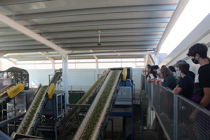 Guided tour and olive oil tasting in Alhaurin el Grande (Málaga) - Final Thoughts: Is It Worth It?