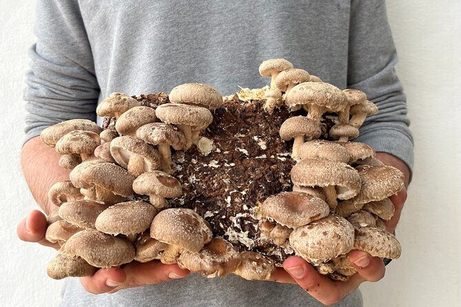 Guided tour and tasting in mushroom cultivation - Who Will Love This Tour?