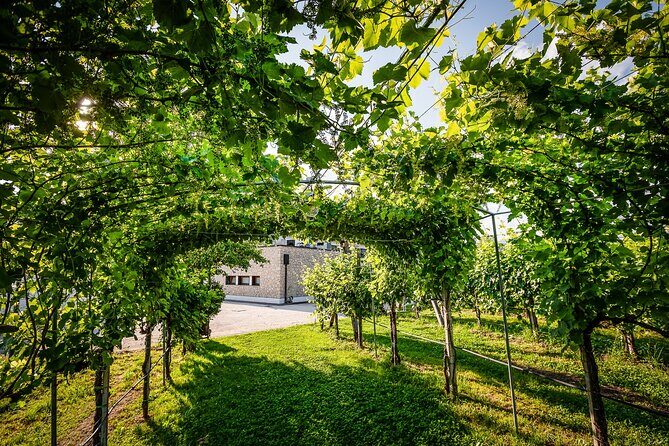 Guided Tour and wine tasting 5 wines to discover the Conegliano Valdobbiadene - A Detailed Look at the Guided Tour and Wine Tasting in Conegliano Valdobbiadene