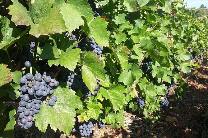 Guided tour and wine tasting Northern Rhône Valley - An In-Depth Look at the Northern Rhône Valley Wine Tour