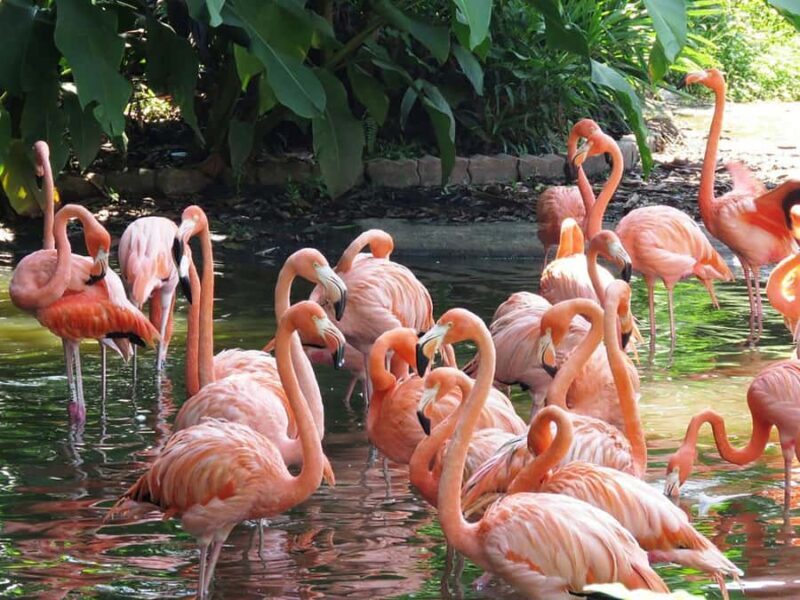 Guided Tour: Brazilian Falls and Exotic Birds at Bird Park - Deep Dive into the Experience