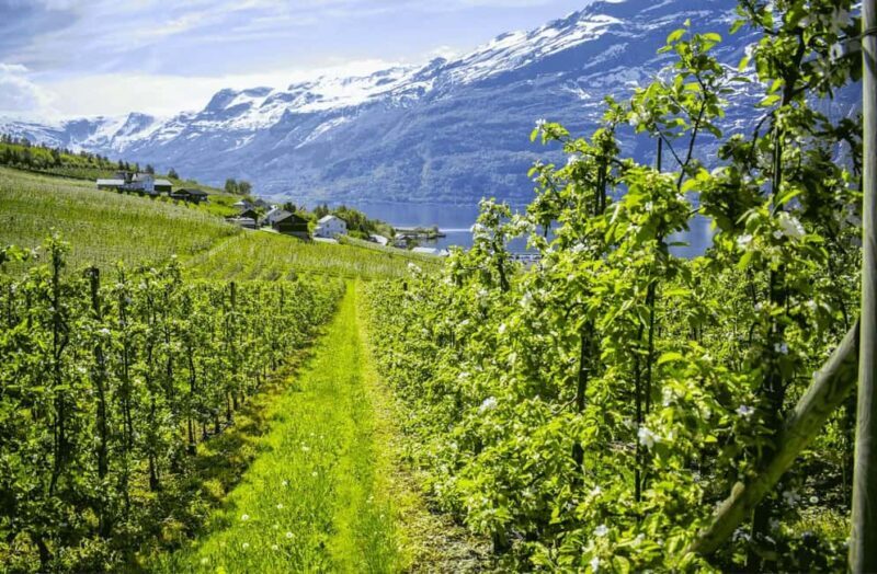 Guided tour: Hardangerfjord, Waterfalls and Ferry crossing - Key Points