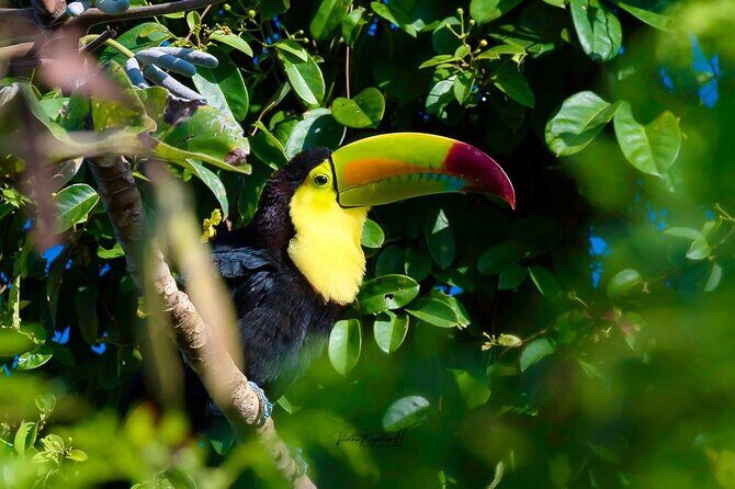 Guided Tour in Costa Maya Chacchoben Ruins History - A Detailed Look at the Guided Tour in Costa Maya: Chacchoben Ruins and Tequila Experience