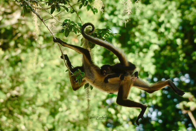 Guided Tour in Costa Maya Chacchoben Ruins History - Key Points