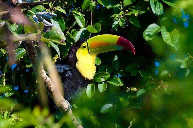 Guided Tour in Costa Maya Chacchoben Ruins History - Practical Details: What to Expect and How to Prepare