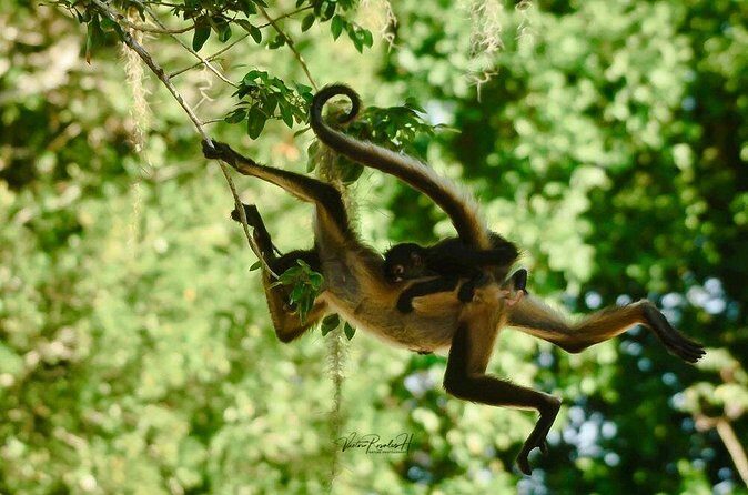 Guided Tour in Costa Maya Chacchoben Ruins History - What Travelers Say
