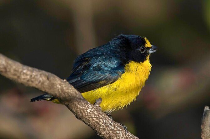 Guided Tour in Costa Maya Chacchoben Ruins History - Final Thoughts