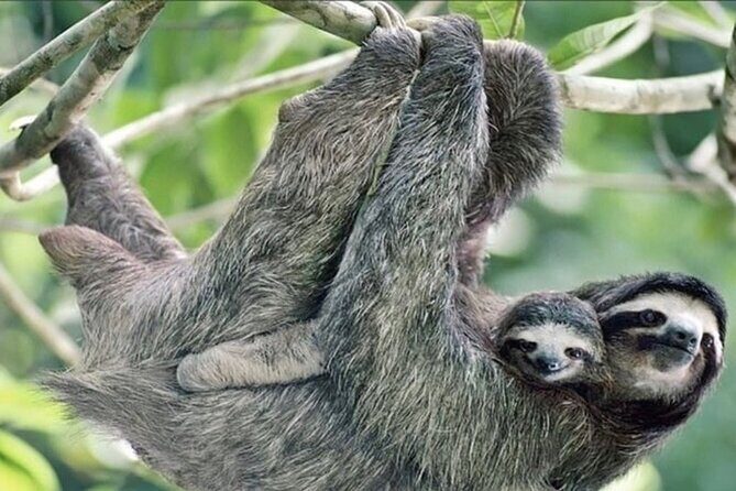 Guided Tour in Manuel Antonio National Park! - Key Points