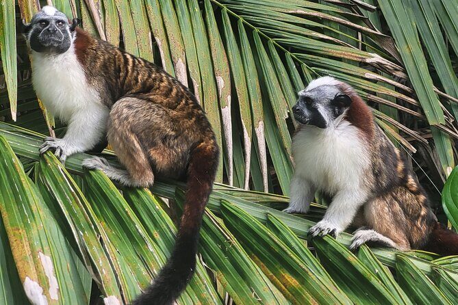 Guided Tour in Sloth Sanctuary and Monkey Island - Exploring Panama’s Wildlife and Rainforest on a Full-Day Guided Tour