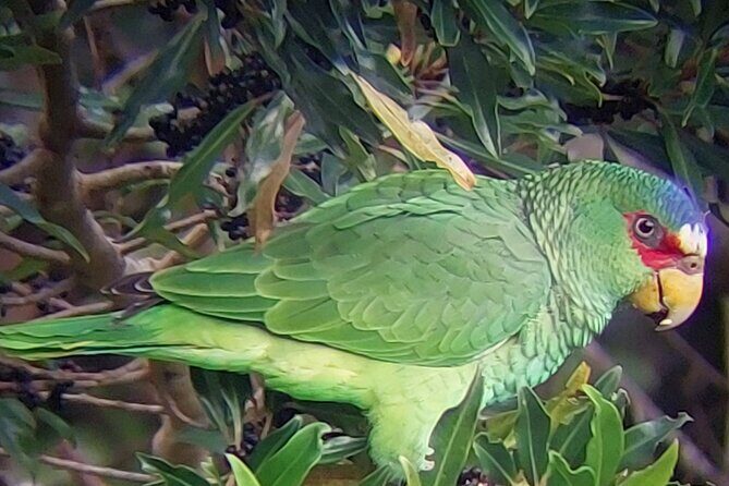 Guided tour in the Curicancha Reserve - The Sum Up: Who Should Book This Tour?